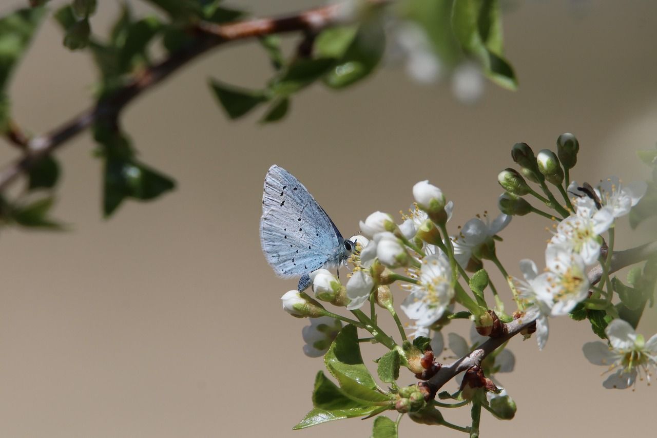 découvrez l'importance de la biodiversité pour notre planète et notre avenir. explorez les enjeux liés à la conservation des espèces, les écosystèmes et les actions nécessaires pour préserver la richesse de la vie sur terre.