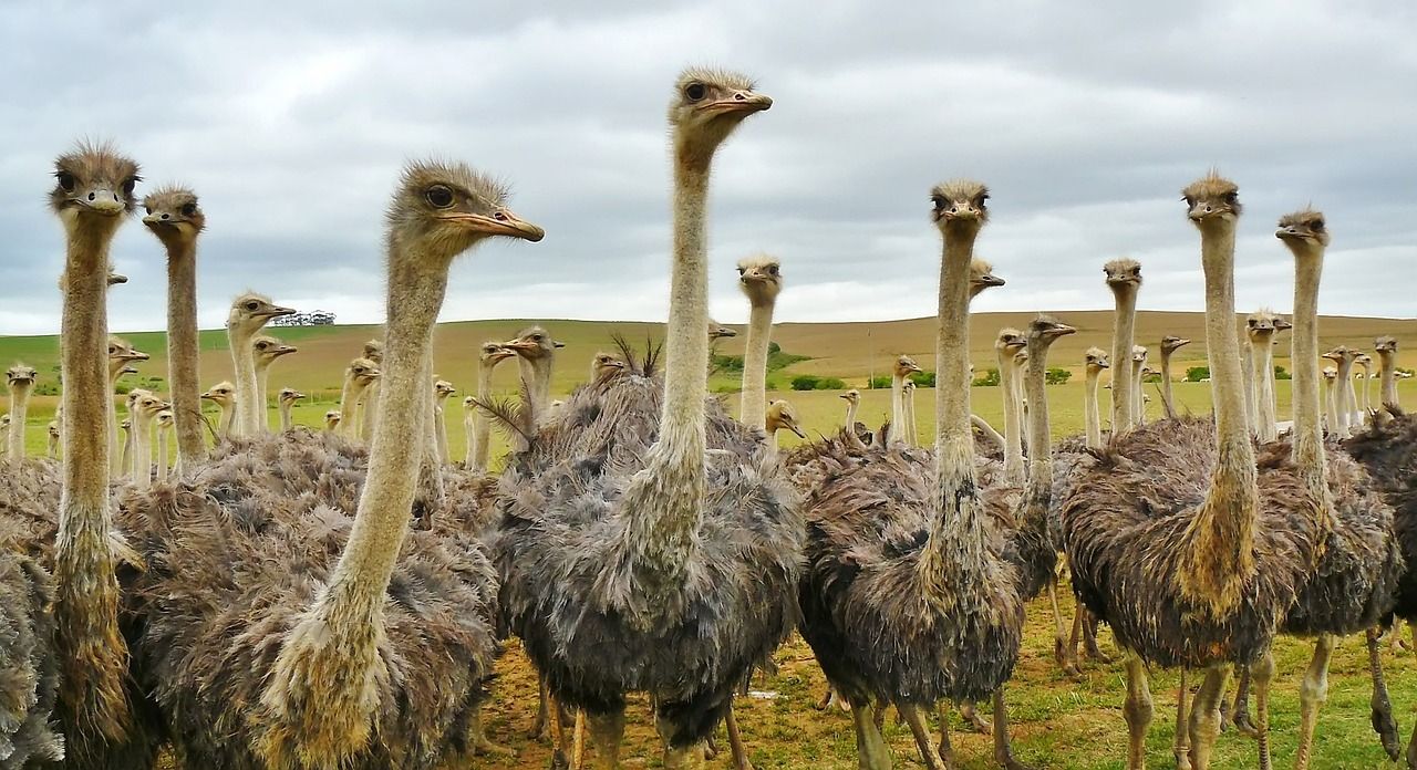 découvrez l'afrique : un continent riche en cultures, paysages variés et histoires fascinantes. explorez ses merveilles naturelles et son patrimoine unique.
