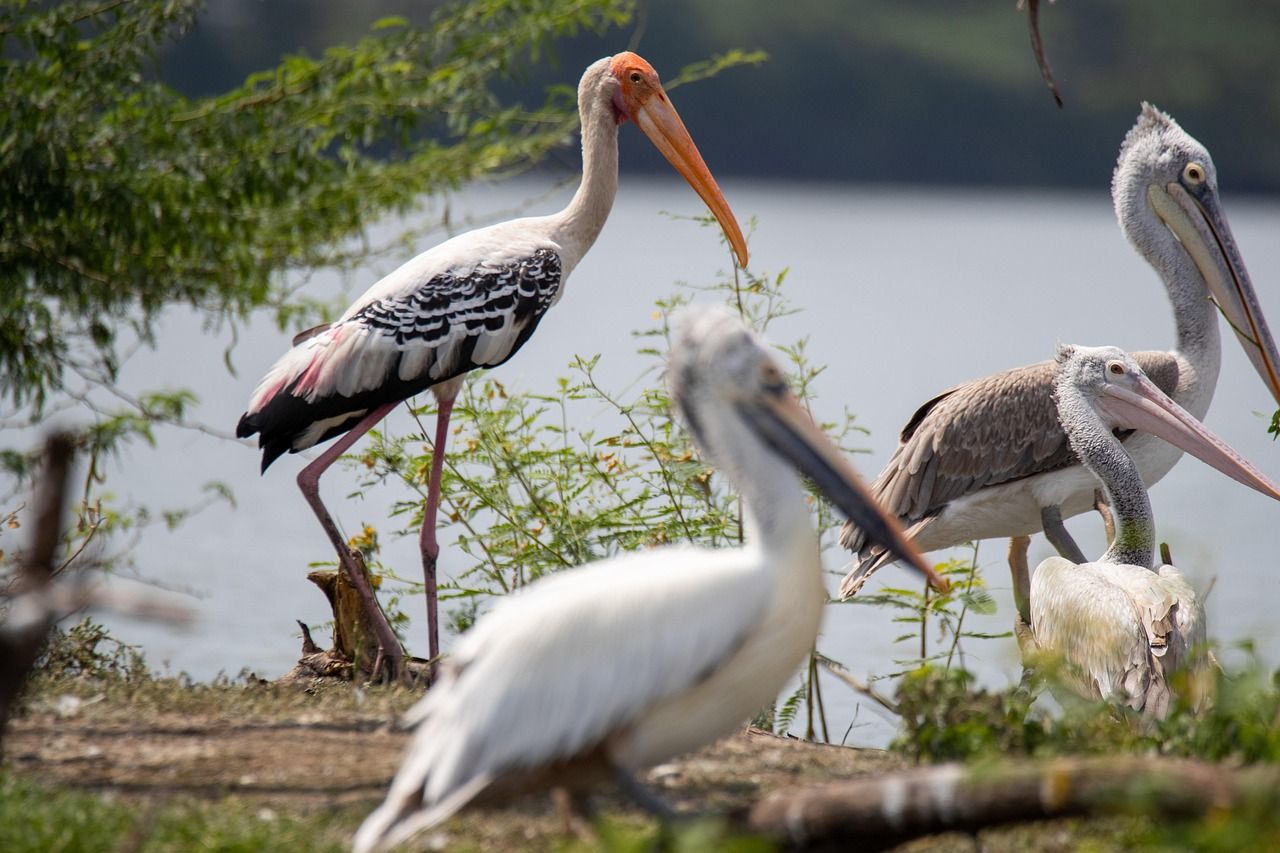 découvrez un sanctuaire naturel où la beauté de la faune et de la flore s'épanouit en harmonie, offrant un havre de paix et de sérénité pour les amoureux de la nature.