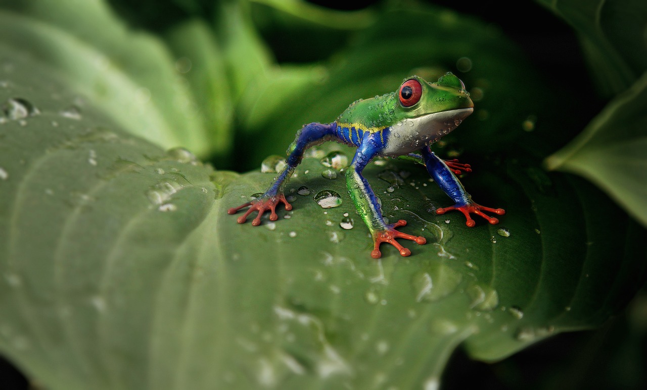 découvrez frog frequency, un jeu captivant où la rapidité et la précision sont essentielles pour attraper des grenouilles et atteindre de nouveaux niveaux palpitants.
