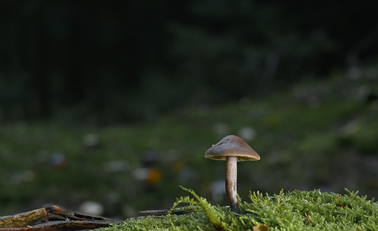 découvrez l'importance des forêts, leurs écosystèmes riches, et leur rôle crucial dans la préservation de la biodiversité et du climat.