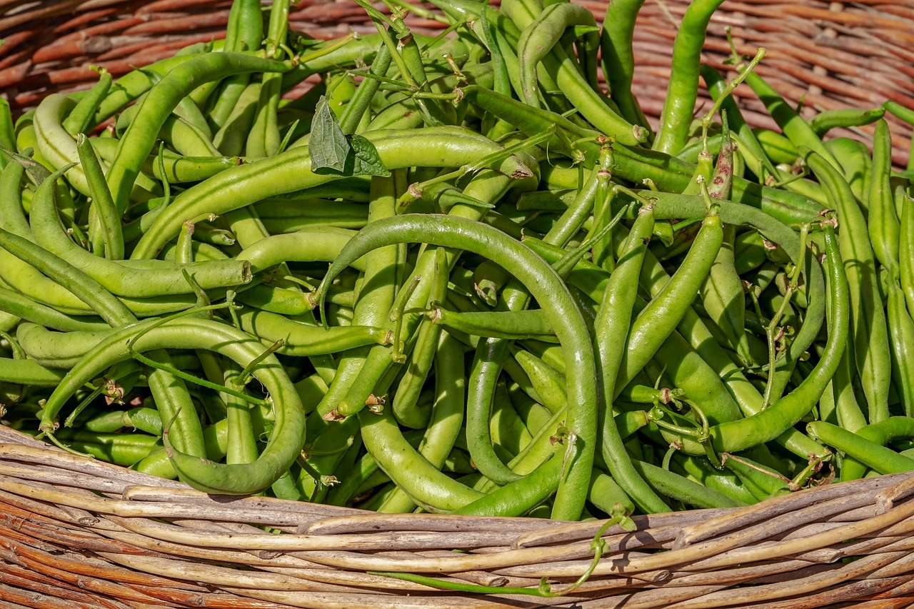 découvrez les bienfaits de l'agriculture biologique, une méthode respectueuse de l'environnement qui favorise la biodiversité et produit des aliments sains et naturels.