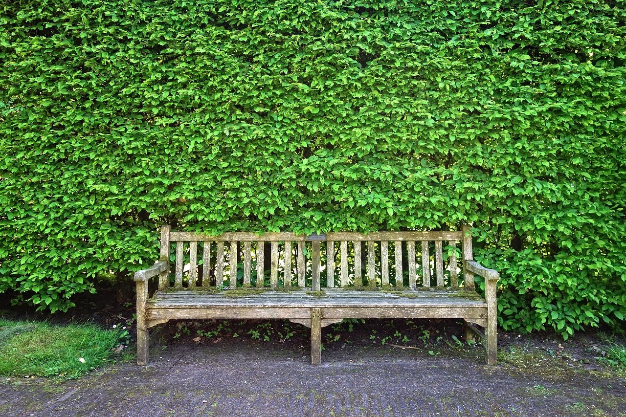 découvrez tout sur les haies : types, entretien et conseils pour embellir votre jardin avec une haie parfaite.