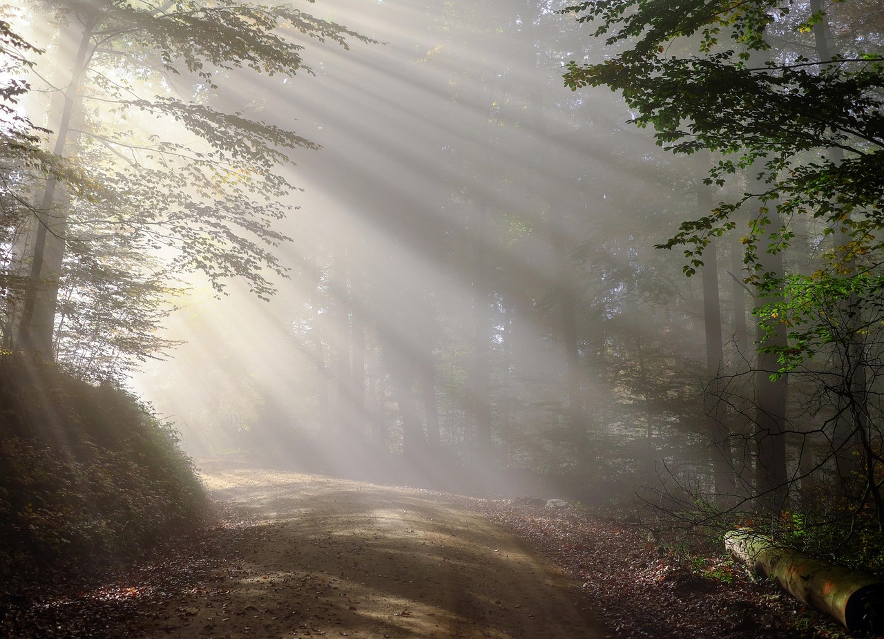 découvrez la beauté et l'importance des forêts, des écosystèmes riches en biodiversité qui jouent un rôle crucial dans la protection de notre planète.