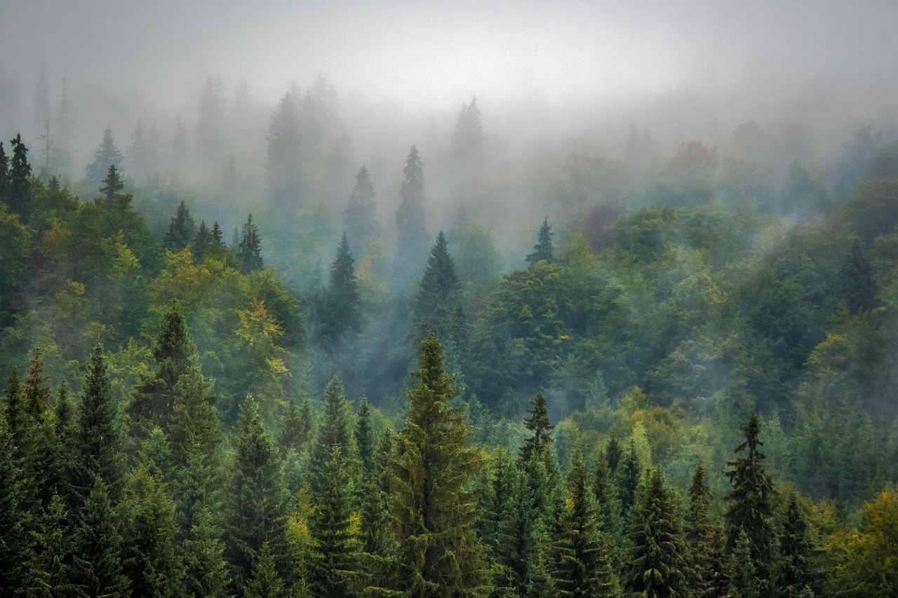découvrez l'univers fascinant des forêts : écosystèmes riches, biodiversité essentielle et importance pour la planète.