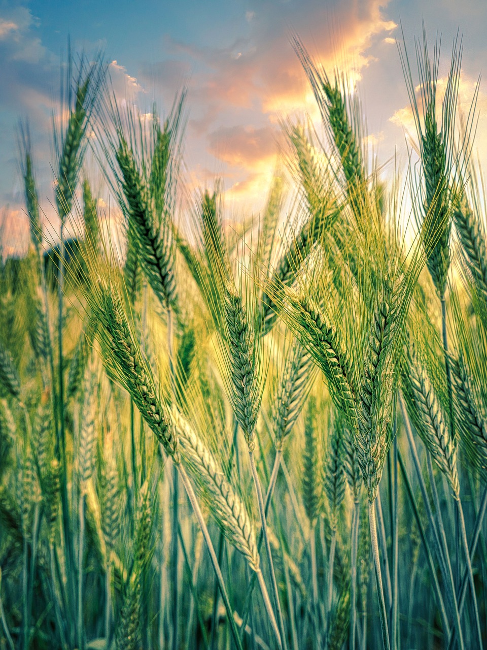 découvrez les pratiques de l'agriculture durable qui préservent l'environnement tout en garantissant une production alimentaire responsable. apprenez comment les techniques innovantes et respectueuses des écosystèmes contribuent à un avenir alimentaire sain et durable.