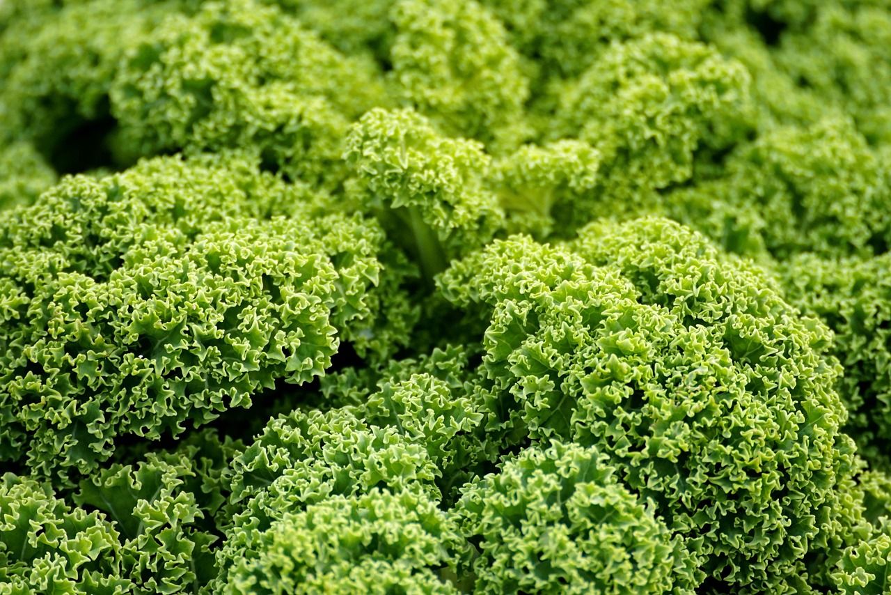 découvrez les dernières innovations et pratiques durables en agriculture pour un avenir respectueux de l'environnement et productif.