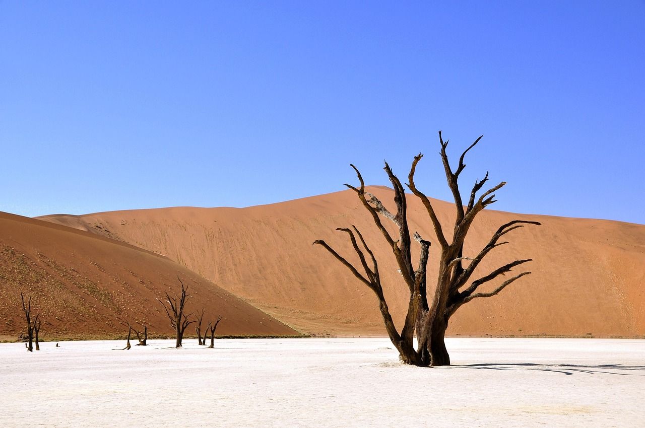 découvrez les causes, les impacts et les solutions face à la sécheresse, un phénomène climatique aux conséquences majeures sur l'environnement et l'agriculture.