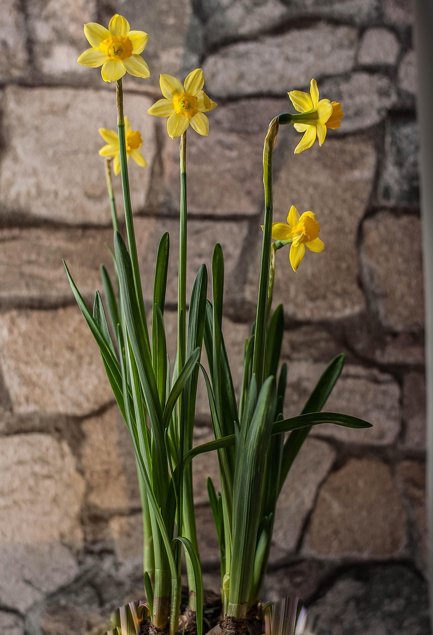 découvrez les jonquilles précoces, des fleurs lumineuses annonçant le printemps avec leurs pétales jaunes éclatants et leur parfum délicat.