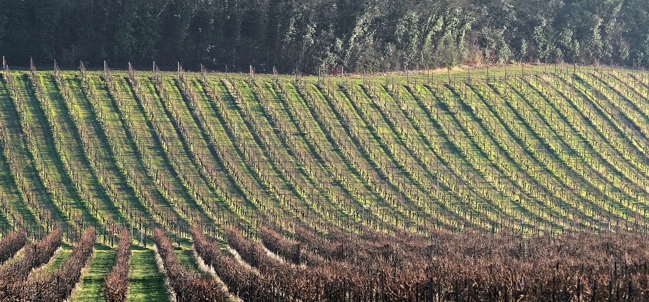 découvrez les richesses du terroir français, ses produits authentiques et ses saveurs uniques qui racontent l'histoire de nos régions.