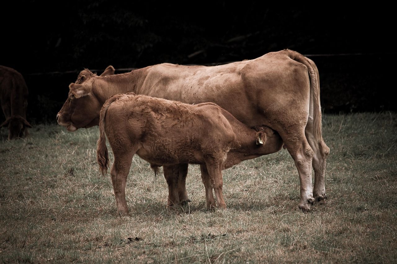 découvrez les pratiques, innovations et conseils dans le domaine de l'agriculture pour optimiser vos récoltes et promouvoir une agriculture durable et respectueuse de l'environnement.