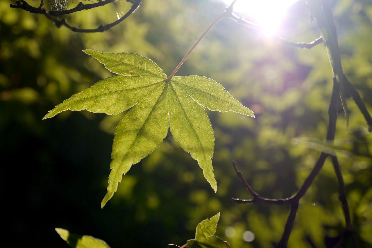 découvrez le terroir : l'alliance unique de sol, climat et savoir-faire qui donne naissance à des produits authentiques et riches en saveurs.