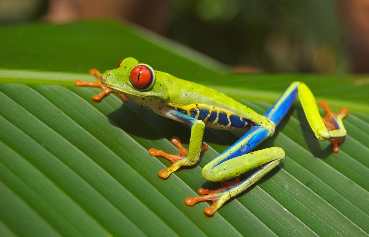 découvrez frog frequency, une aventure musicale unique où chaque note vous plonge dans un univers sonore captivant et immersif.