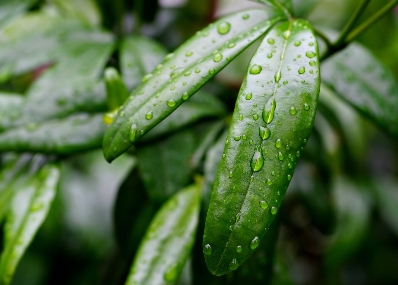 découvrez l'importance de la collecte des eaux de pluie, une solution écologique pour économiser l'eau et réduire votre facture tout en protégeant l'environnement.