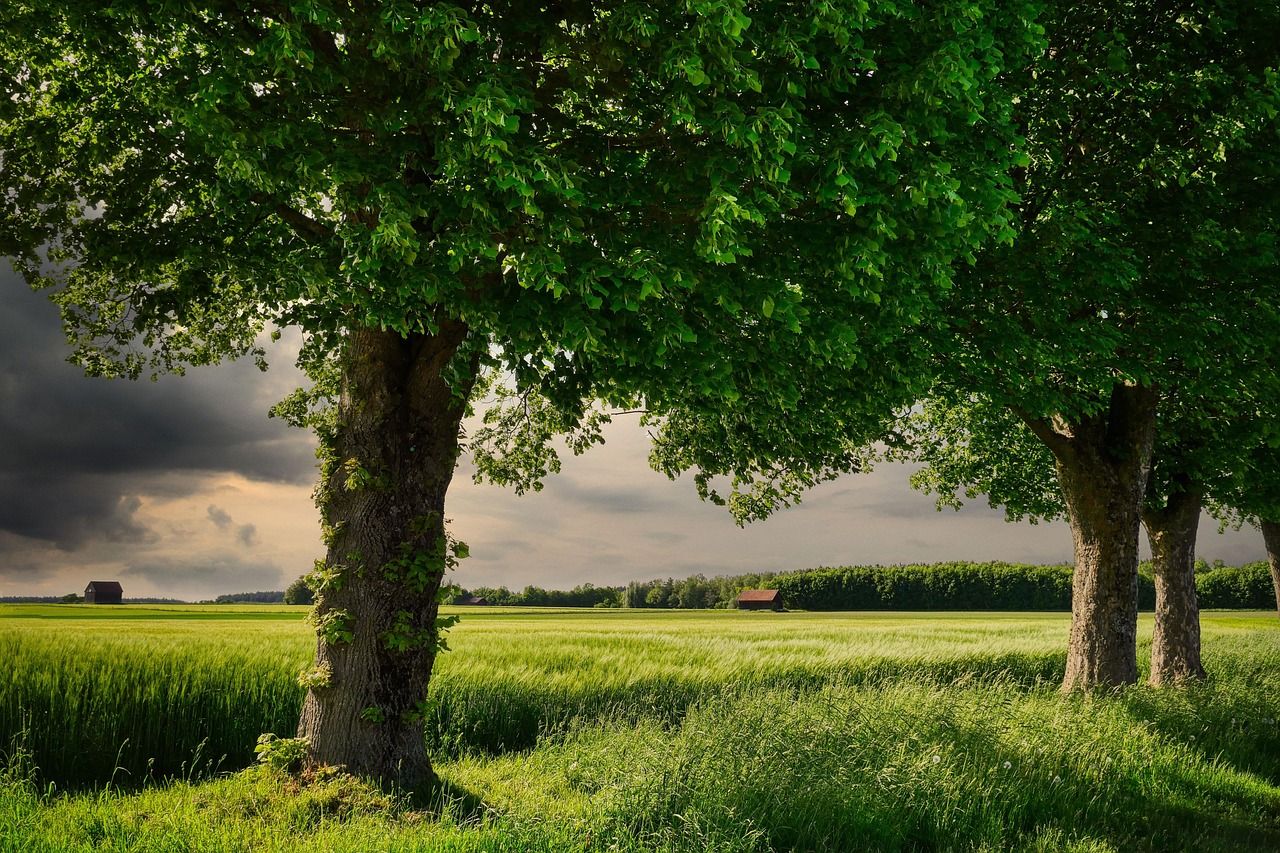 découvrez les dernières innovations et techniques en agriculture pour une production durable et respectueuse de l'environnement.