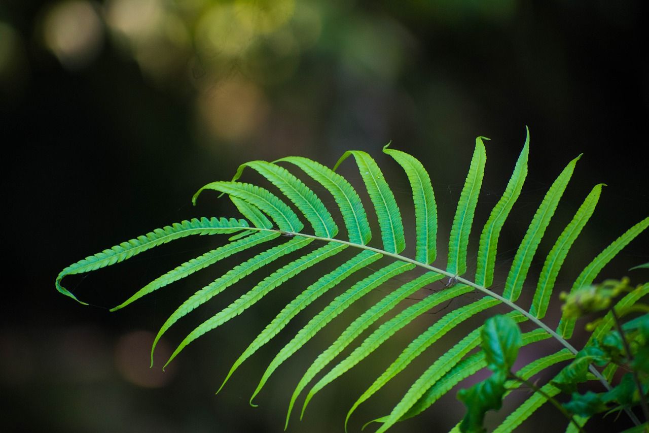 participez à l'heure de la terre, un événement mondial qui encourage à éteindre les lumières pendant une heure pour sensibiliser à la protection de l'environnement et lutter contre le changement climatique.