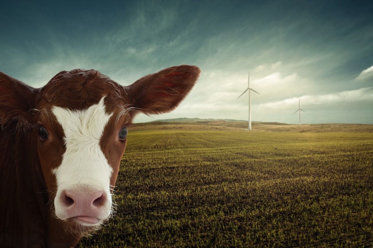 découvrez les enjeux et solutions liés à la transition climatique pour un avenir durable et respectueux de l'environnement.