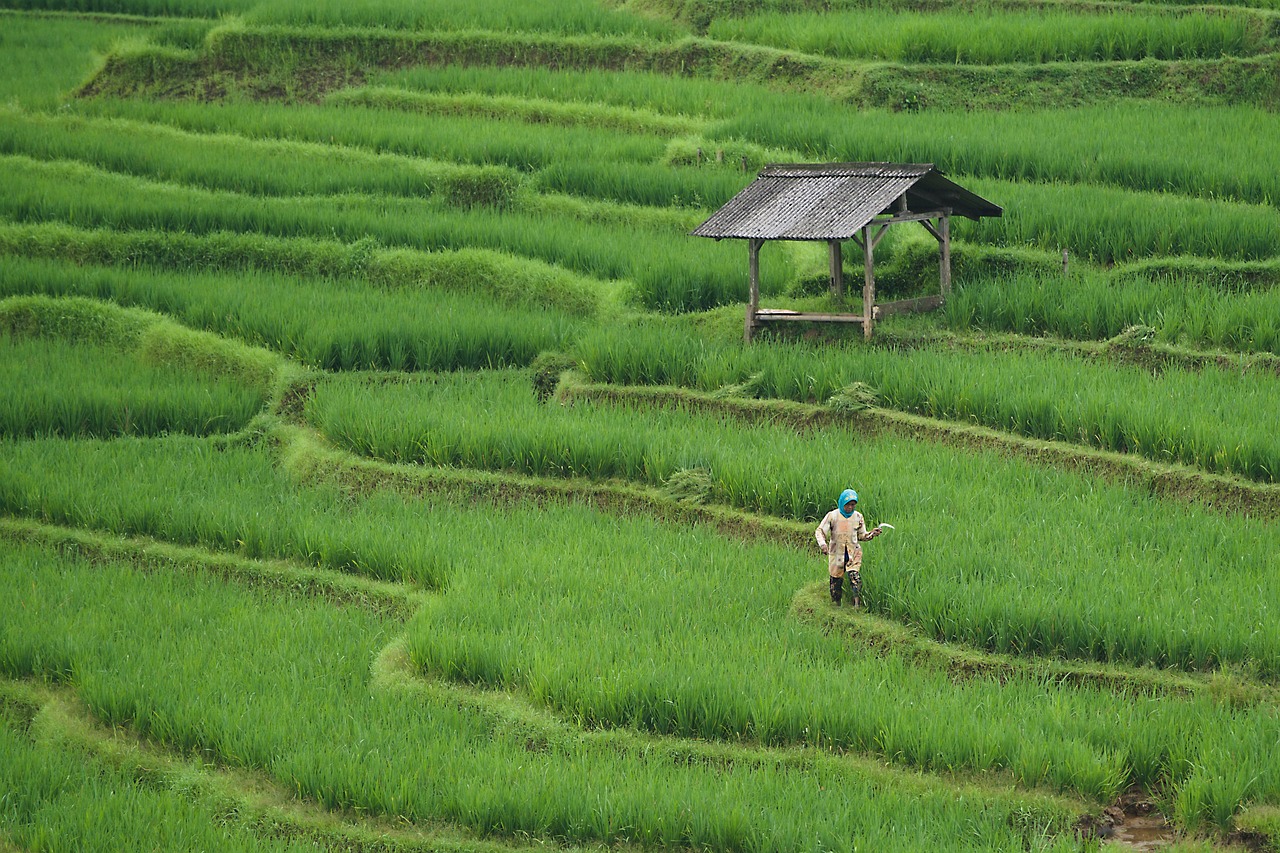 découvrez l'univers de l'agriculture, un secteur essentiel qui lie tradition et innovations. explorez les pratiques durables, les cultures diversifiées et les enjeux contemporains, tout en apprenant comment l'agriculture contribue à notre alimentation et à la santé de la planète.