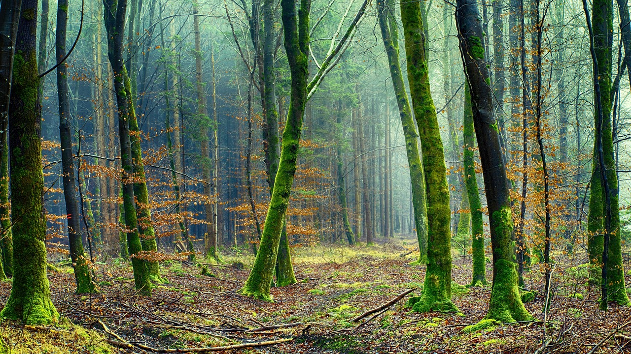 découvrez l'importance des forêts, leurs écosystèmes riches et leur rôle crucial dans la préservation de la biodiversité et du climat.