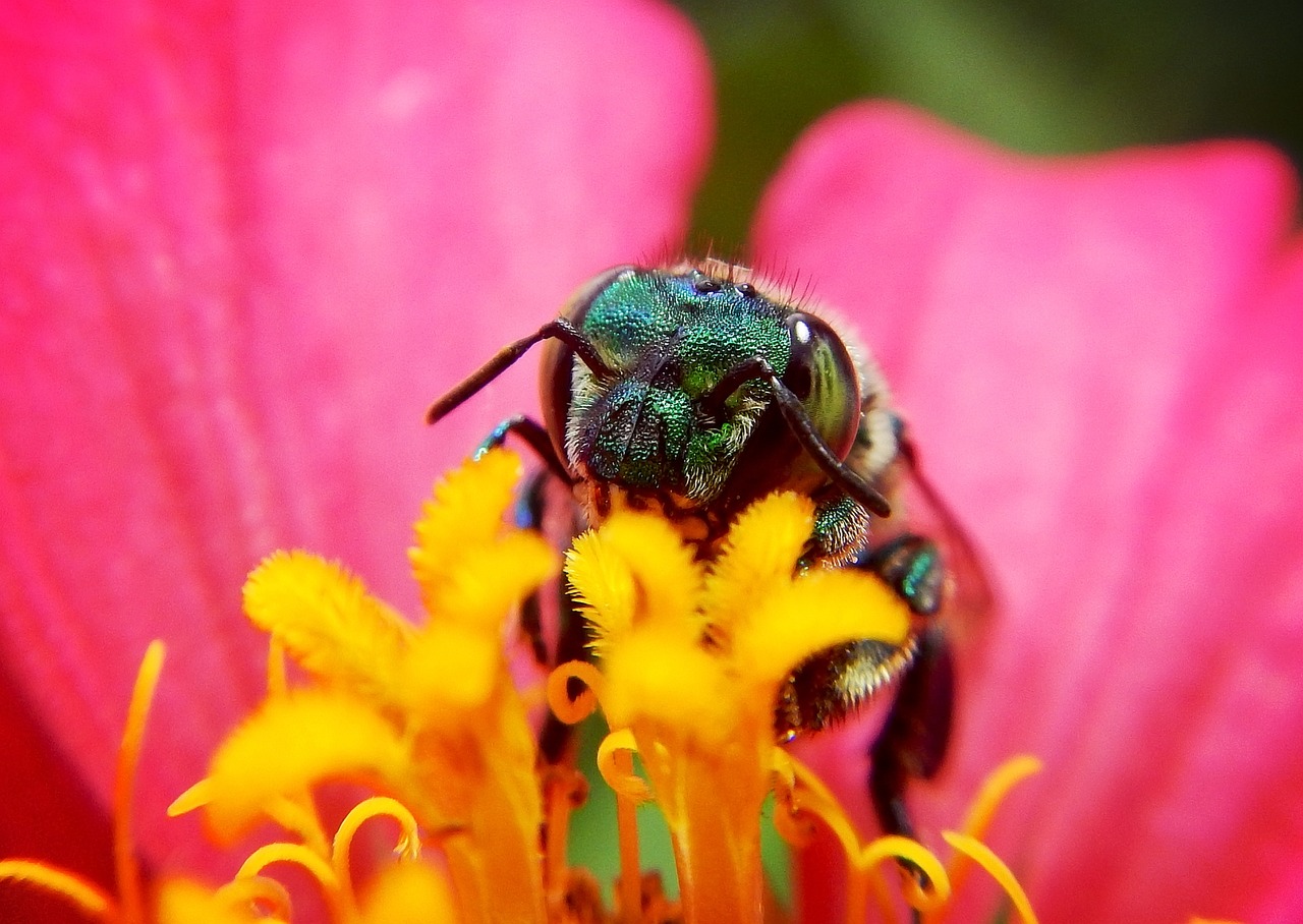 découvrez l'importance de la biodiversité et son rôle essentiel dans l'équilibre des écosystèmes. explorez les différentes espèces, leur habitat et comment préserver notre planète pour les générations futures.