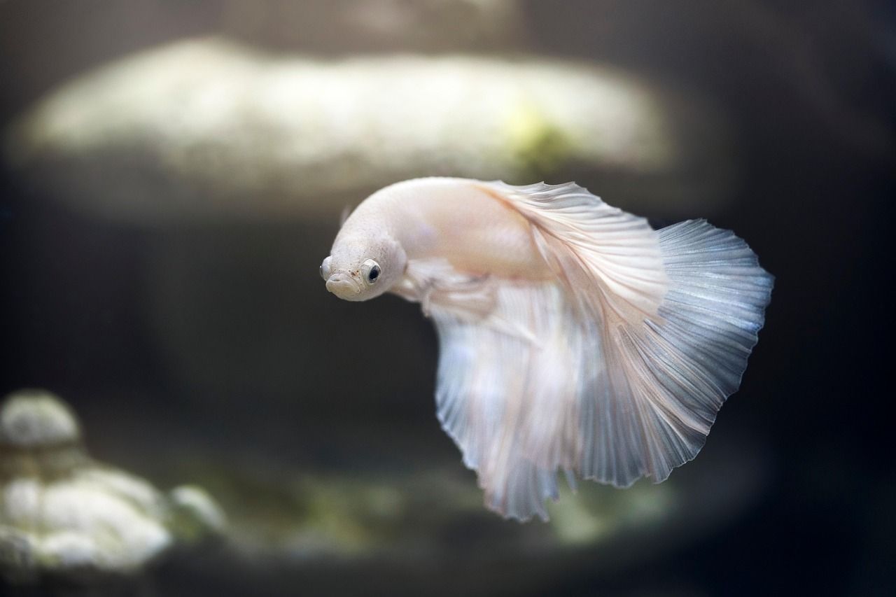 découvrez fish-man, un personnage mystérieux mi-homme mi-poisson, explorant les profondeurs marines avec courage et aventure.