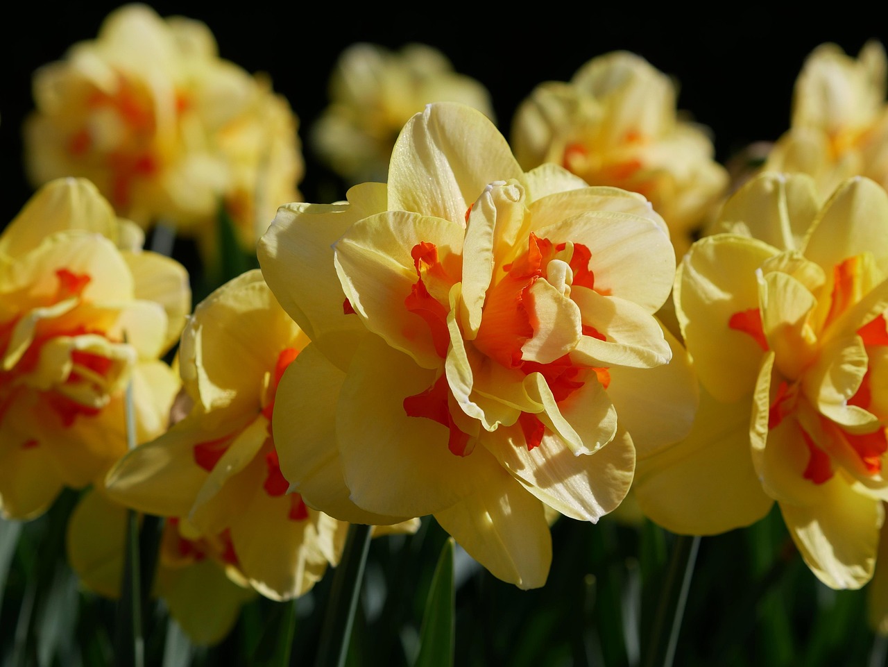 découvrez les jacinthes précoces, ces fleurs lumineuses qui annoncent le printemps avec leurs couleurs éclatantes et leur beauté délicate.