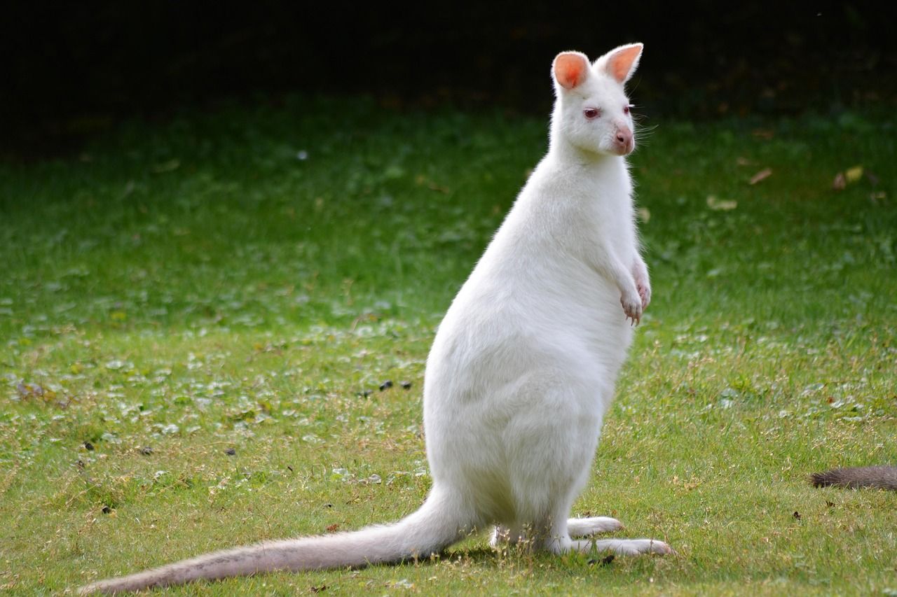 découvrez albino attacks, une aventure captivante pleine de suspense et d'action où chaque instant compte. plongez dans un univers unique et intense.