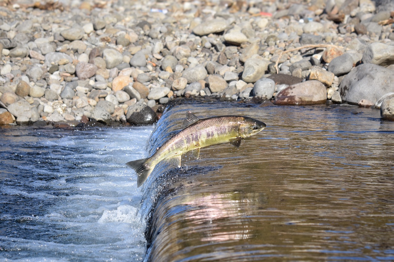découvrez tout sur le saumon, un poisson riche en oméga-3, ses bienfaits pour la santé, des recettes savoureuses et des conseils pour le cuisiner à la perfection.