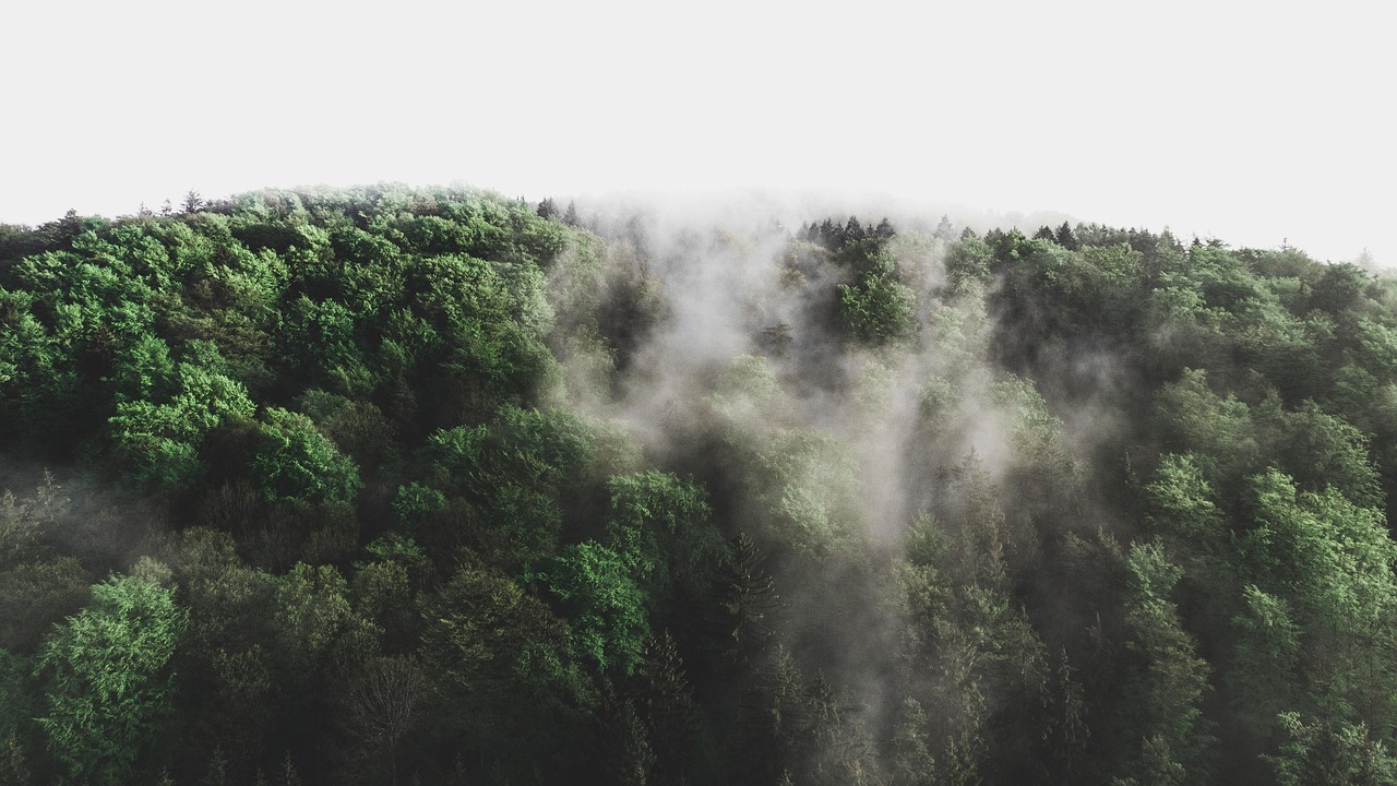 découvrez l'importance de l'environnement, ses enjeux actuels et les solutions pour préserver la planète. informez-vous sur les bonnes pratiques écologiques et les innovations pour un avenir durable.