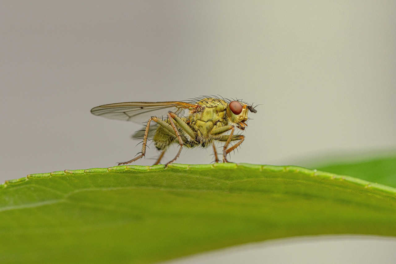 découvrez l'importance de la biodiversité, ses rôles essentiels pour notre planète et les actions à mener pour préserver la richesse des espèces animales et végétales.