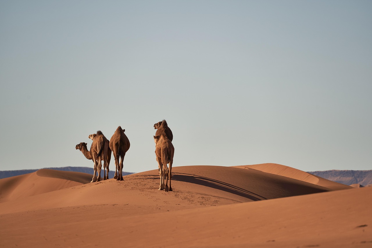découvrez la cop30 au maroc, un événement clé pour discuter des enjeux climatiques mondiaux et promouvoir des actions durables pour la planète.