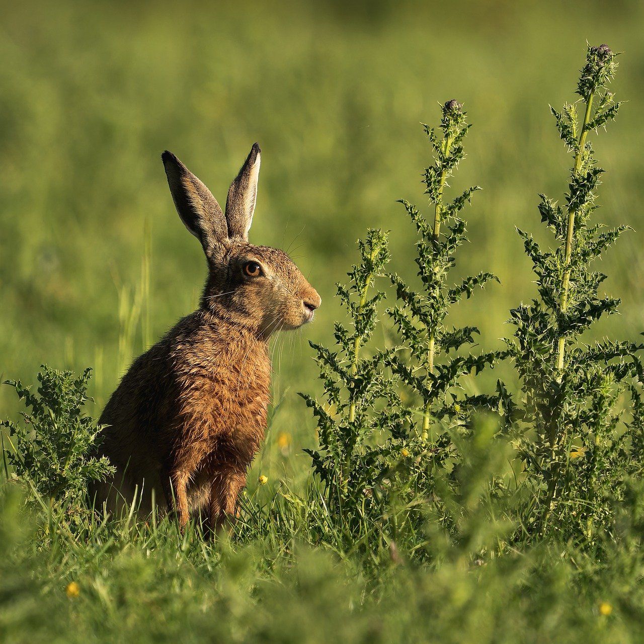 découvrez l'importance de la biodiversité et comment elle soutient la vie sur terre en protégeant les écosystèmes et la diversité des espèces.