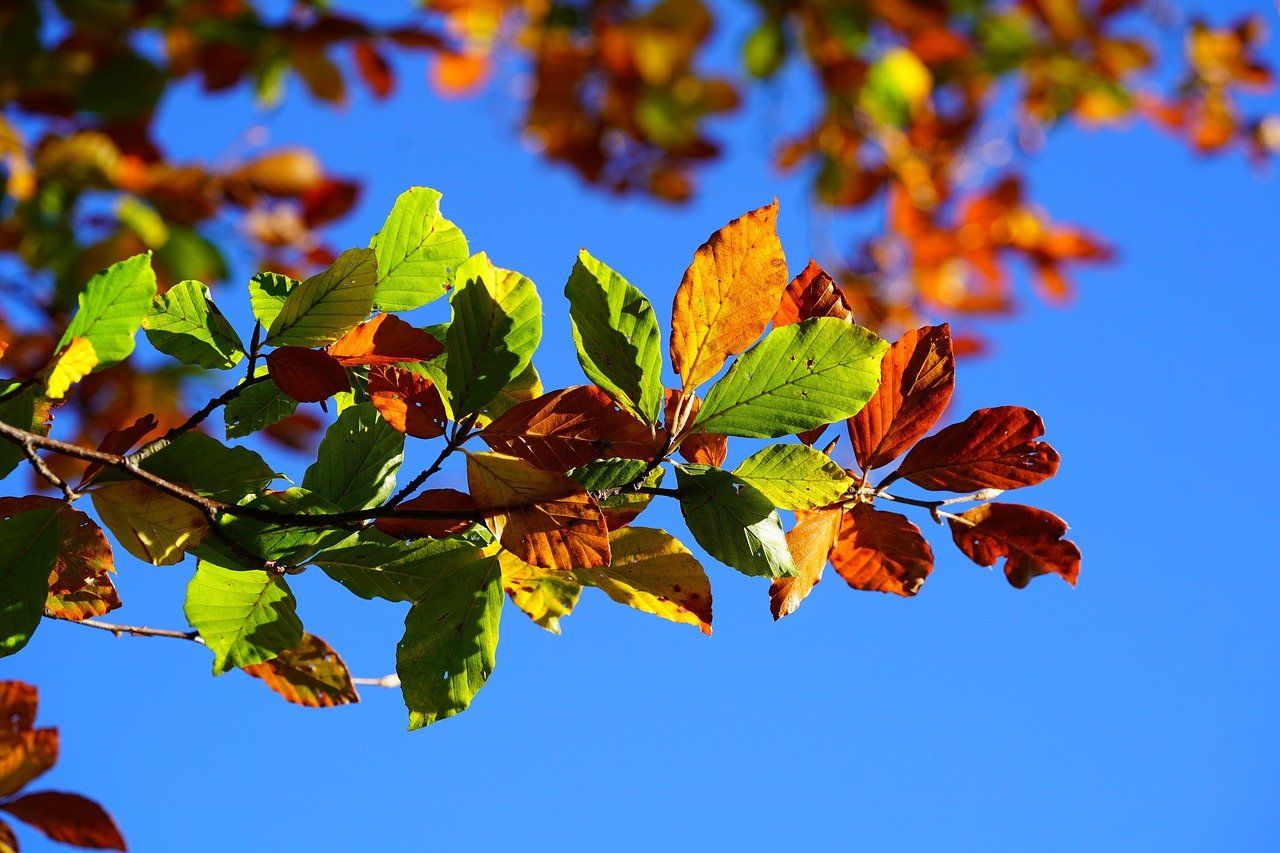 découvrez la magie de l'automne : paysages colorés, balades en forêt, et moments chaleureux à partager.