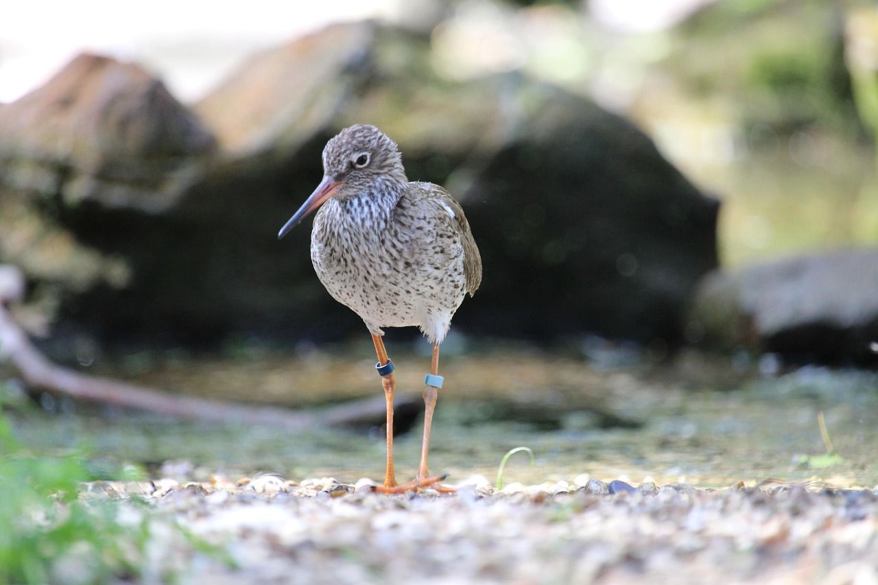 découvrez un sanctuaire naturel préservé où la biodiversité prospère. un lieu idéal pour se reconnecter avec la nature et observer la faune dans son habitat naturel.