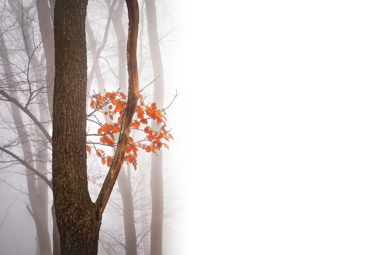 découvrez la beauté de l'automne avec ses couleurs chaudes, ses feuilles tombantes et ses paysages enchanteurs. profitez d'une saison riche en moments de détente et de nature.