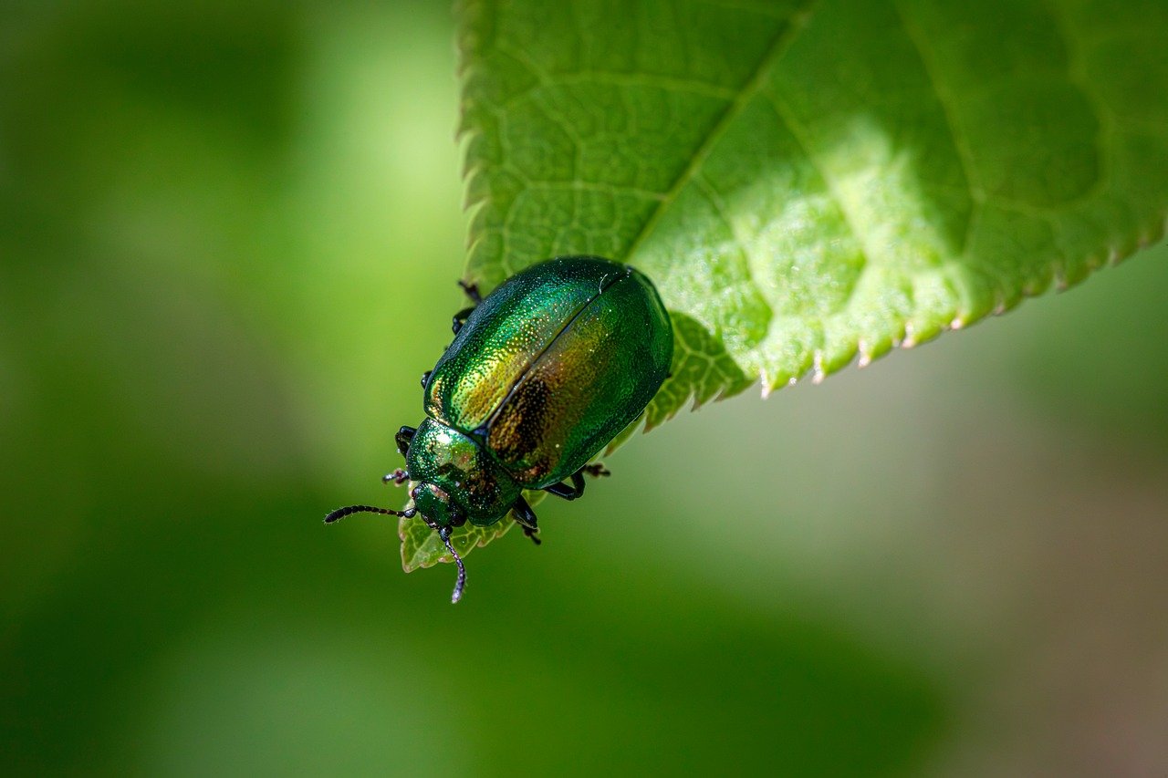 découvrez les principes de l'écologie, l'étude des interactions entre les organismes et leur environnement, pour mieux comprendre et protéger notre planète.