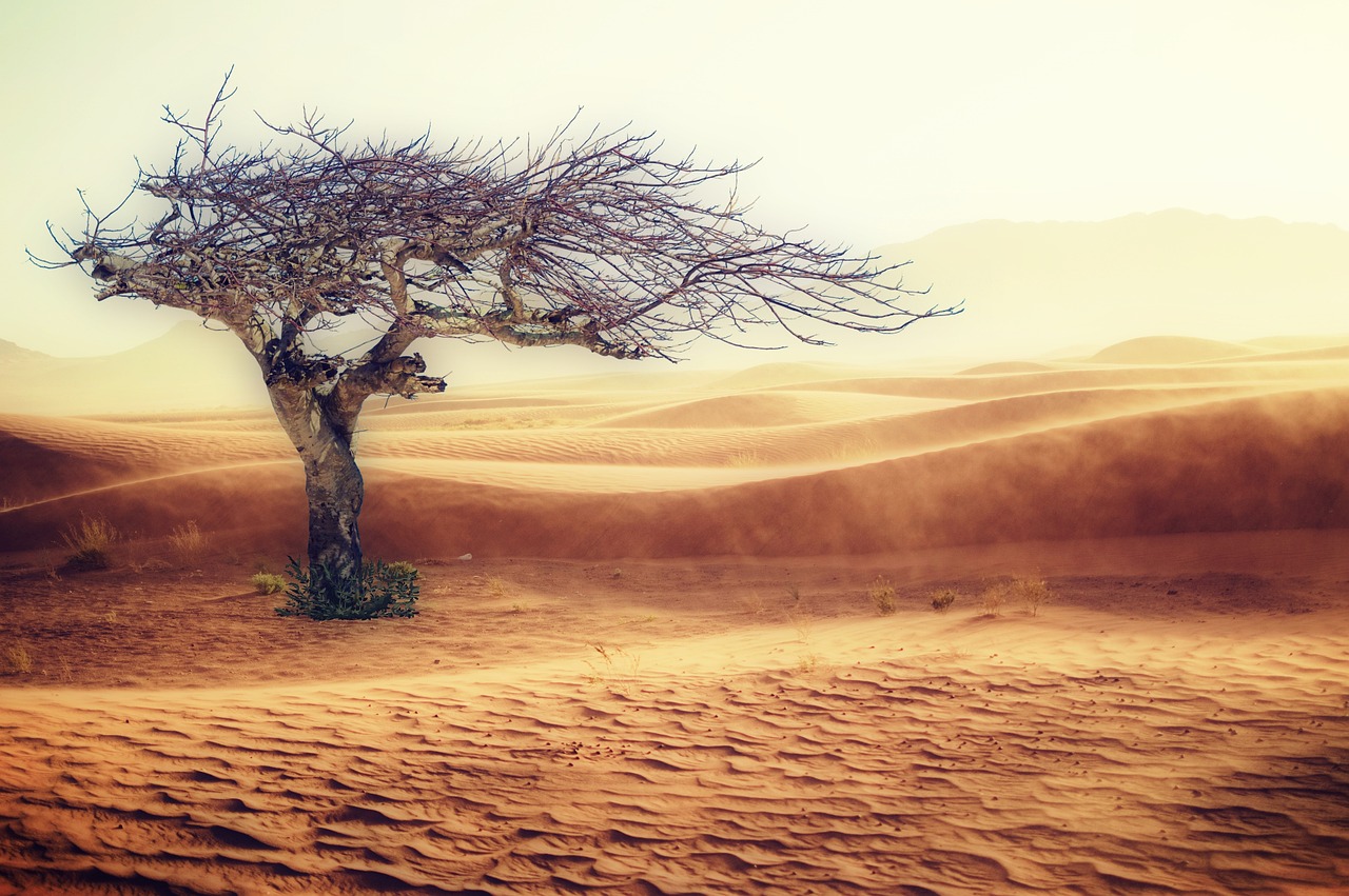 découvrez les impacts du changement climatique sur notre planète et les actions nécessaires pour un avenir durable. informez-vous sur les causes, effets et solutions pour lutter contre ce phénomène mondial.
