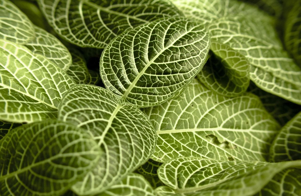 découvrez les principes de la planification écologique pour un développement durable respectueux de l’environnement et des ressources naturelles.