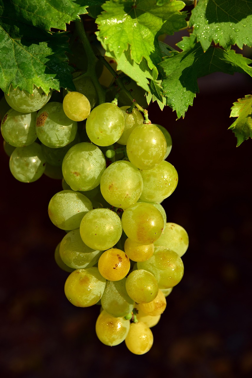 découvrez l'agriculture durable, une approche respectueuse de l'environnement qui favorise la biodiversité, préserve les ressources naturelles et assure une production alimentaire responsable. apprenez comment cette pratique innovante contribue à un avenir plus vert.