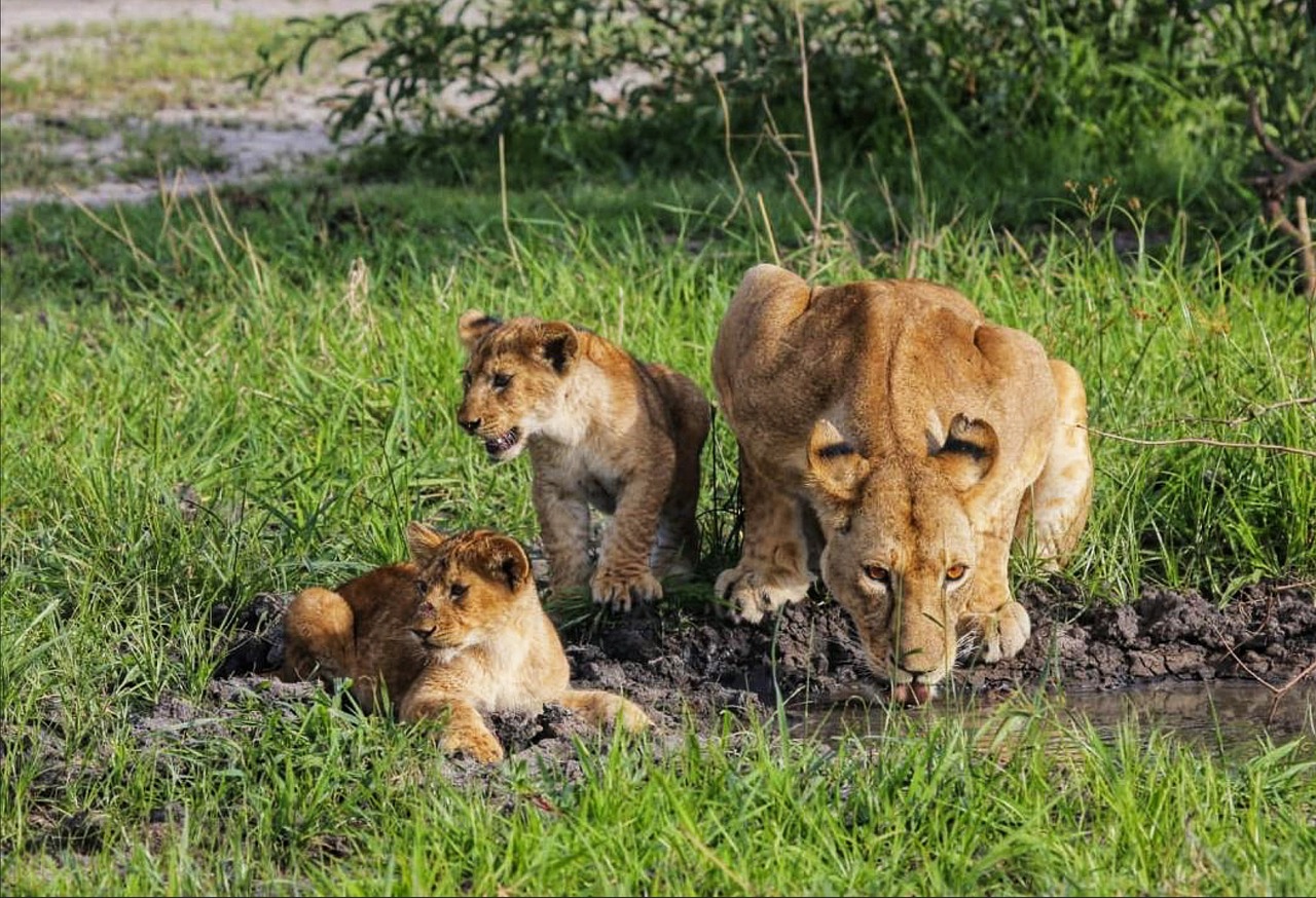 découvrez la richesse et la diversité des écosystèmes à travers le monde, leur importance pour la biodiversité, et les menaces qui pèsent sur eux. apprenez comment préserver ces précieux habitats naturels pour les générations futures.