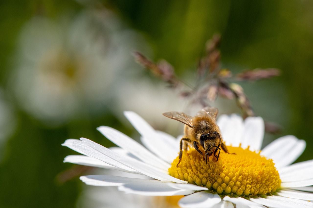 découvrez les mécanismes d'adaptation des espèces et comment elles évoluent pour survivre dans leur environnement changeant.