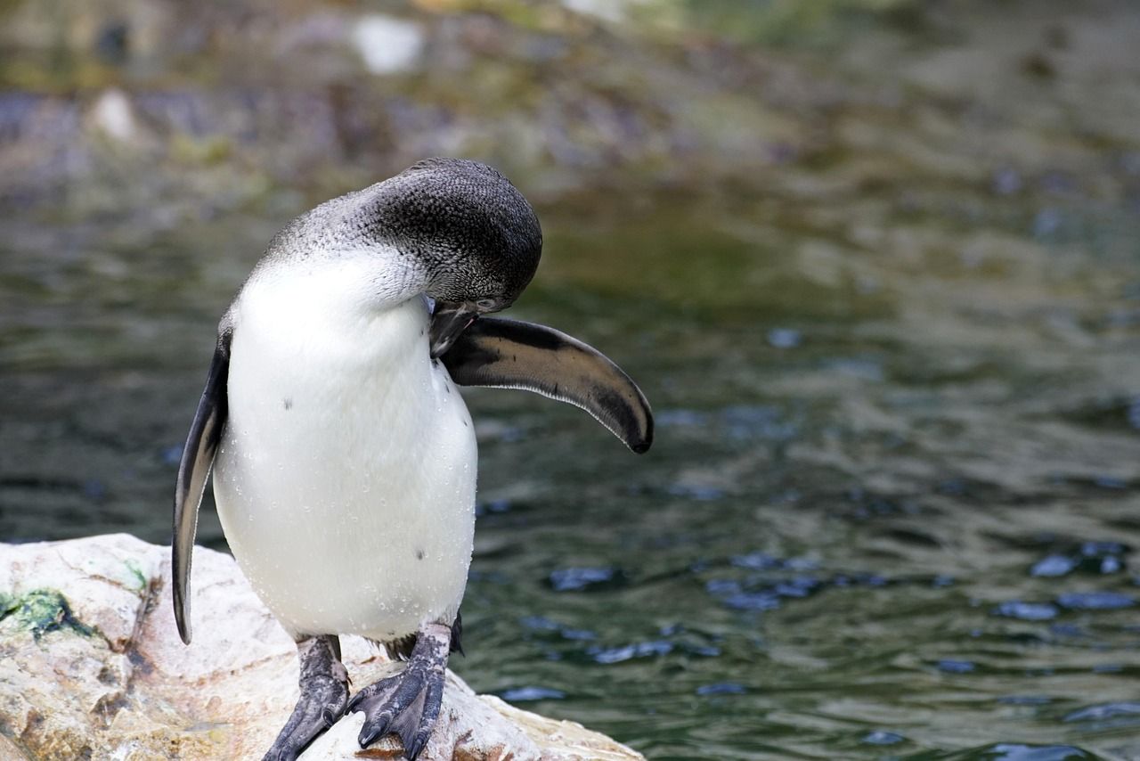 découvrez l'importance de la biodiversité, ses rôles essentiels pour la planète, et les solutions pour protéger la diversité des espèces animales et végétales face aux menaces environnementales.
