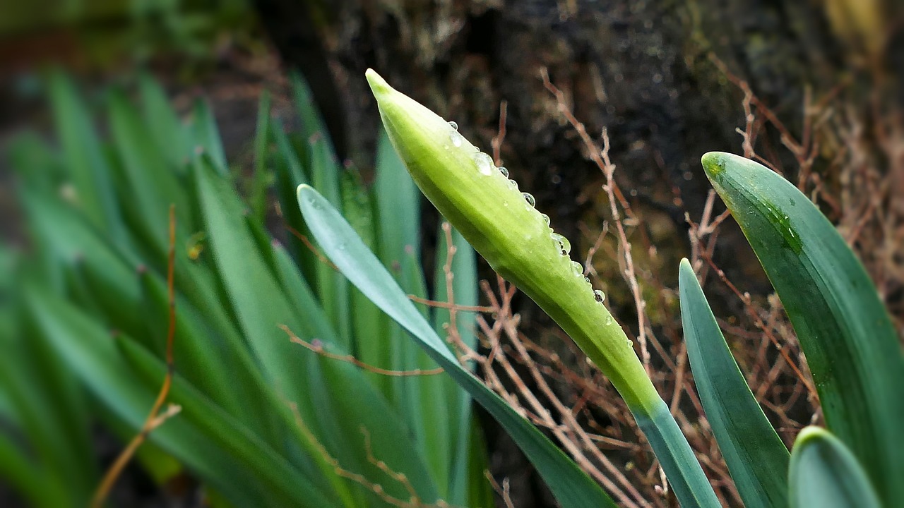 découvrez nos jonquilles précoces, parfaites pour égayer votre jardin dès le début du printemps avec leurs belles fleurs lumineuses.