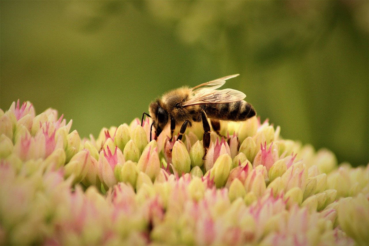 découvrez l'écologie restauratrice, une approche innovante dédiée à la restauration des écosystèmes dégradés. explorez les techniques et stratégies qui favorisent la biodiversité, la résilience des habitats et le bien-être des communautés. apprenez comment contribuer à la régénération de notre planète pour un avenir durable.