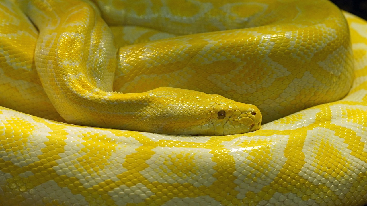 découvrez l'importance de la biodiversité pour notre planète. apprenez comment la diversité des espèces contribue à l'équilibre des écosystèmes et à la survie de l'humanité. explorez des stratégies pour préserver notre richesse naturelle.