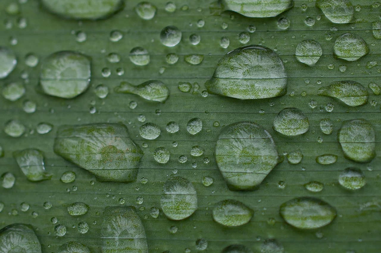 découvrez les causes courantes de la chute des feuilles chez les plantes d’intérieur et d’extérieur, ainsi que des conseils pratiques pour prévenir et traiter ce phénomène naturel.
