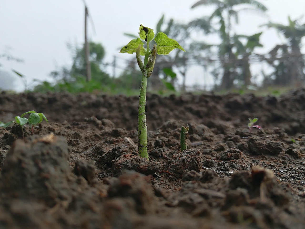découvrez l'importance des écosystèmes pour notre planète, leur fonctionnement complexe, et comment ils soutiennent la biodiversité, l'équilibre climatique et les ressources naturelles. apprenez à préserver ces systèmes vitaux pour un avenir durable.