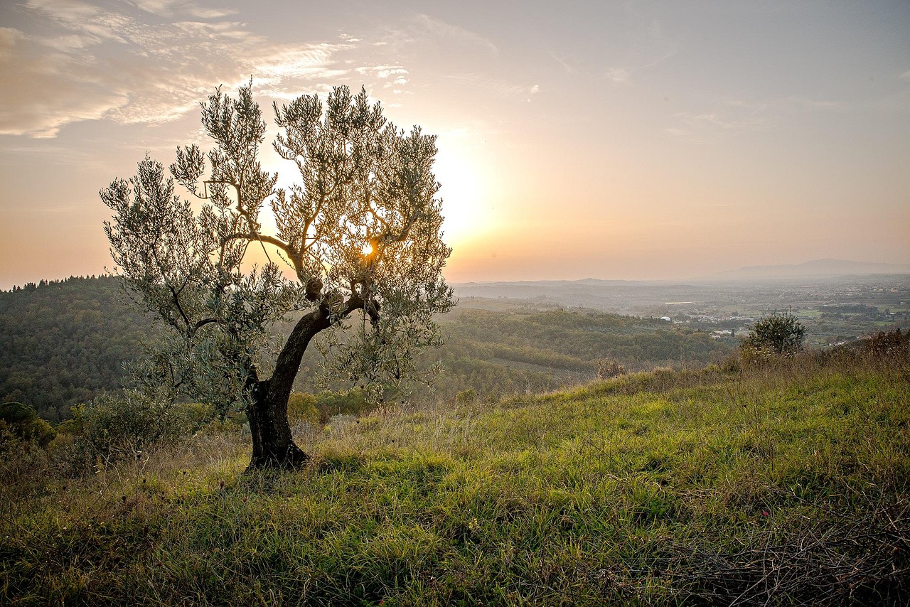 découvrez l'urgence climatique : causes, impacts et actions essentielles pour lutter contre le changement climatique et protéger notre planète dès maintenant.