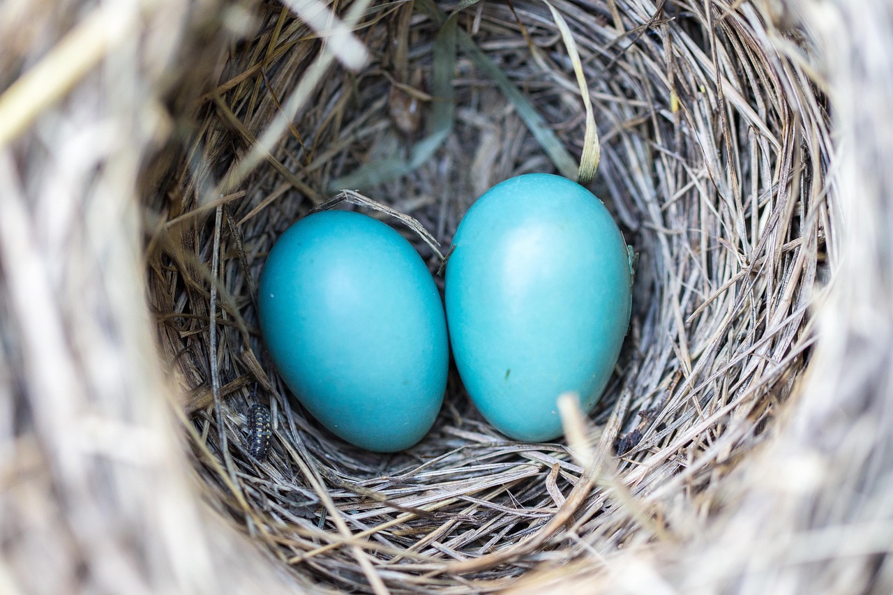 découvrez l'écologie : principes, enjeux et solutions pour préserver notre planète. informez-vous sur la biodiversité, le développement durable et l'environnement.