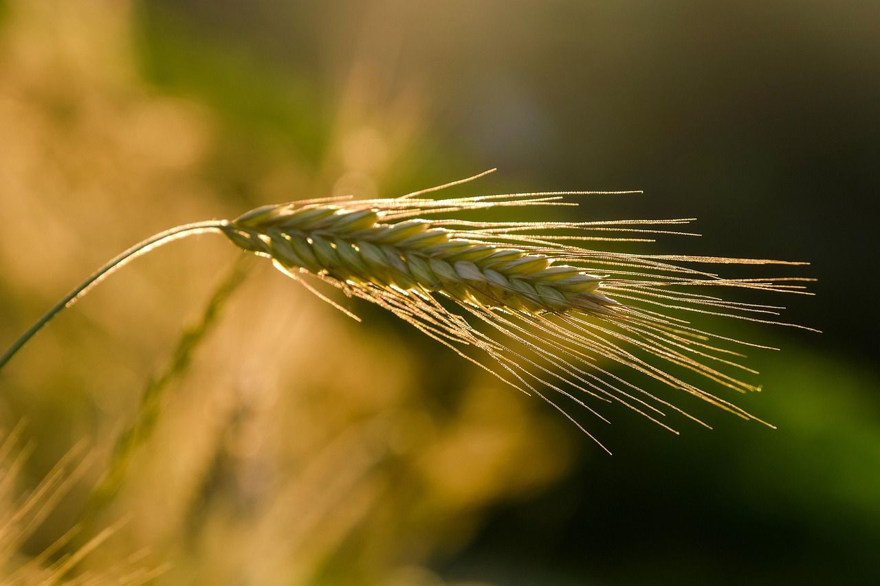 découvrez les dernières tendances et innovations en agriculture pour une production durable et efficace, alliant tradition et modernité.